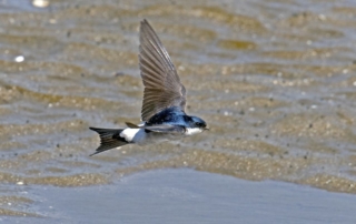 Fly away, fly away over the sea