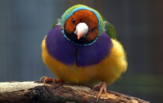 Le donne amano i diamanti