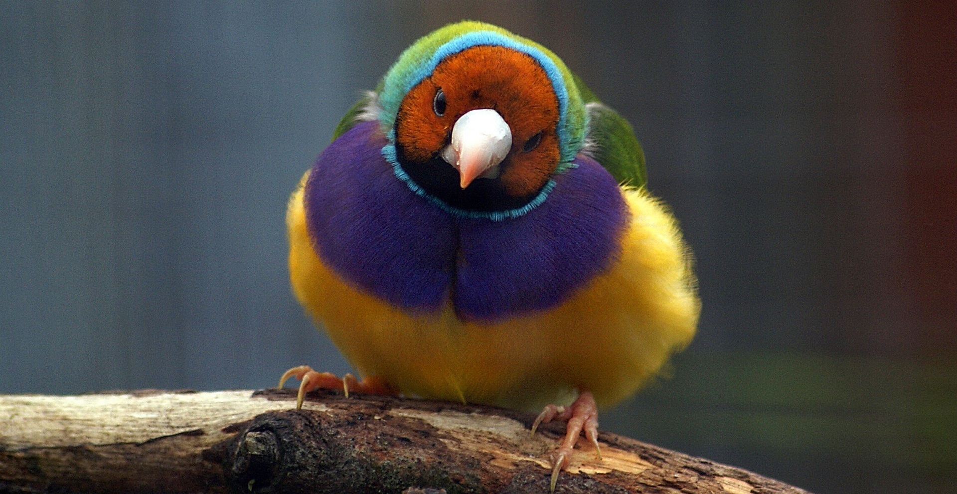 Le donne amano i diamanti